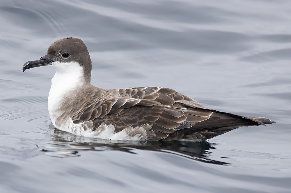 Great shearwater
